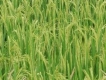 Nhật Bản phát triển giống lúa mới có khả năng chịu mặn