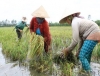 Sản xuất lúa gạo năm tới sẽ ra sao?