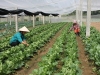 Tìm đường bảo vệ thương hiệu nông sản Việt Nam