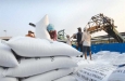 Xuất khẩu gạo ngày càng cạnh tranh khốc liệt