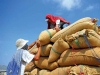 Giá gạo xuất khẩu tăng mạnh vì nhu cầu cao
