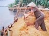 Sử dụng trấu sau xay xát lúa gạo tại Đồng Bằng Sông Cửu Long