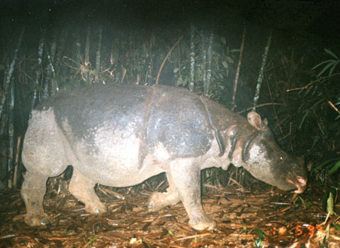 Description: Các nhà khoa học lo ngại hai dự án thủy điện Đồng Nai 6 và 6A sẽ ảnh hưởng đến những loài động vật, trong đó có loài tê giác quý hiếm đang tuyệt chủng. Ảnh: WWF.